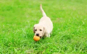 Head of the Class Dog Training LLC
